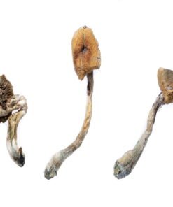 Koop B+ Magic Mushrooms online