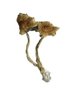Cambodjaanse Paddestoelen
